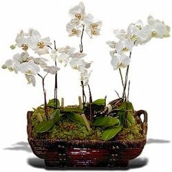 4 dall orkide saks iei Ankara Balum ieki firma rnmz