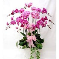 Drt dall saks orkide iei salon ss bitkisi Ankara ostim iek siparii firma rnmz