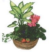 Ankara Ayaş Urankent Çiçekçi firma ürünümüz karışık 3 adet saksı çiçeği iç mekan bitkileri süs bitkisi