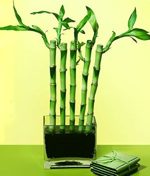Ankara Ayaş Ostim çiçek gönderimi firması ürünümüz  Lucky Bamboo şans meleği çiçeği bambu çiçeği
