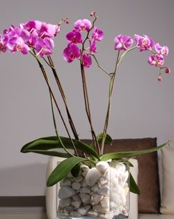 vazo içerisinde Dört dallı saksı orkide çiçeği bitkisi Ankara çiçek gönderimi site ürünümüz