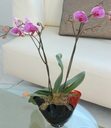 vazo içerisinde İki dallı saksı orkide çiçeği Ankara çiçekçilik görsel ürün modeli 