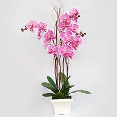 Ankara Ayaş Bağlum Çiçekçi firma ürünümüz 4 dallı orkide çiçeği canlı çiçekler